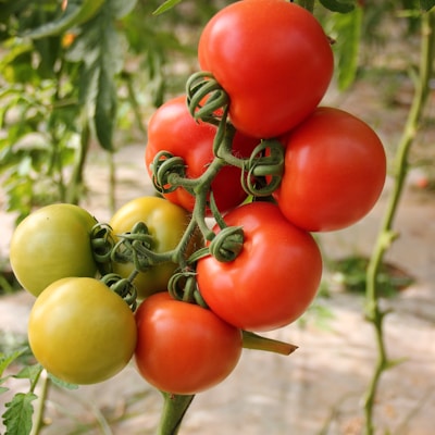 Heirloom Tomatoes