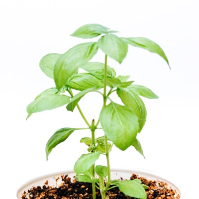 Fresh Basil