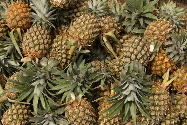 Golden Pineapple 